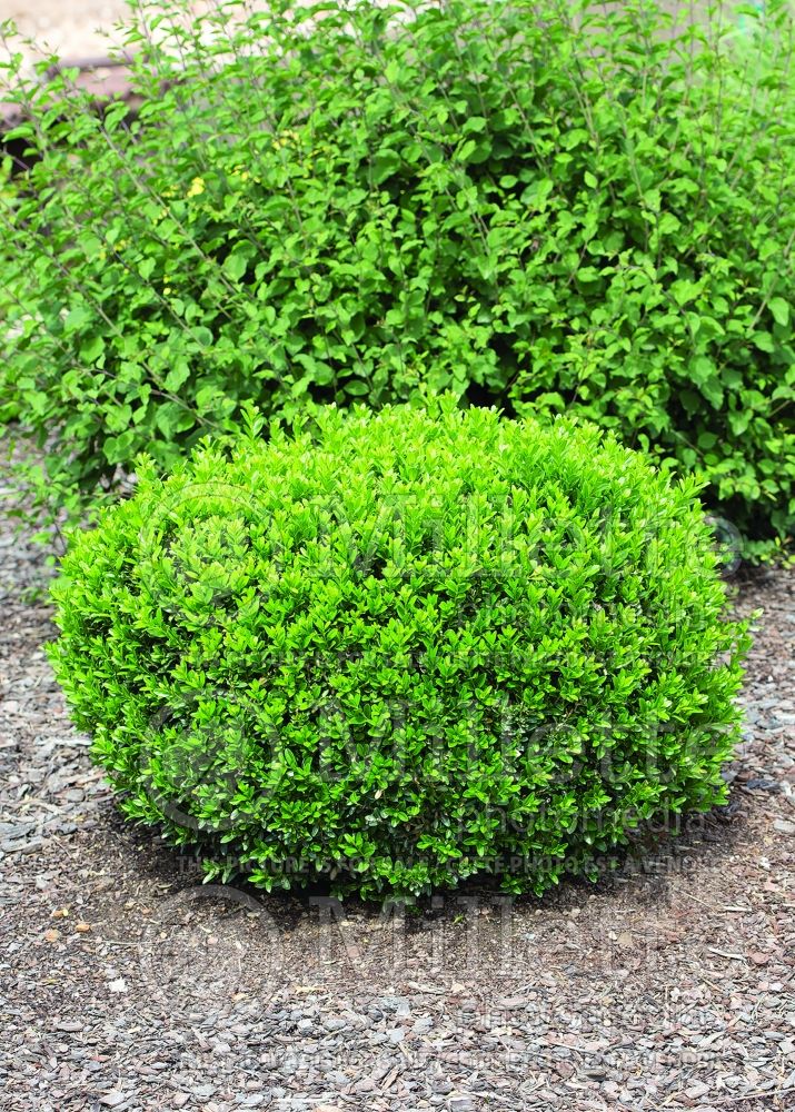 Buxus Pincushion (Boxwood) 2 