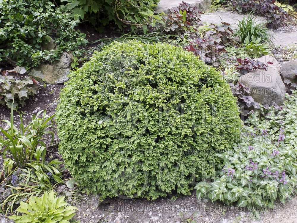 Buxus microphylla var koreana (Korean Boxwood) 1 