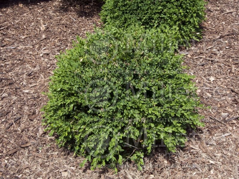 Buxus Winter Gem (Boxwood) 4 