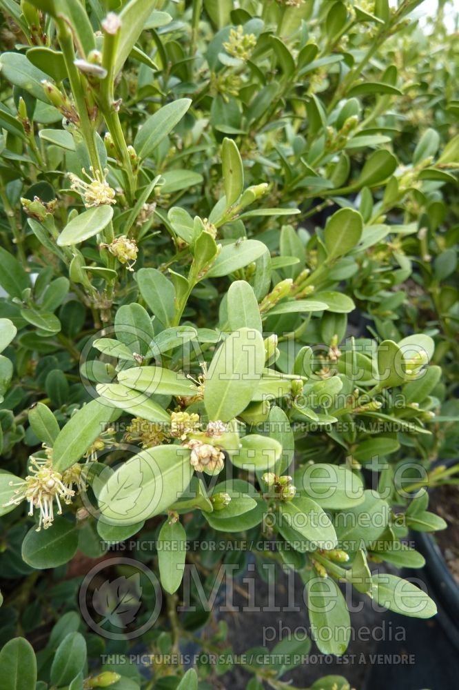 Buxus Wintergreen (Boxwood - buis) 1 