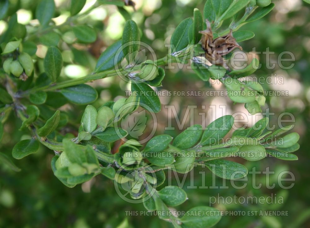 Buxus Wintergreen (Boxwood - buis) 2 