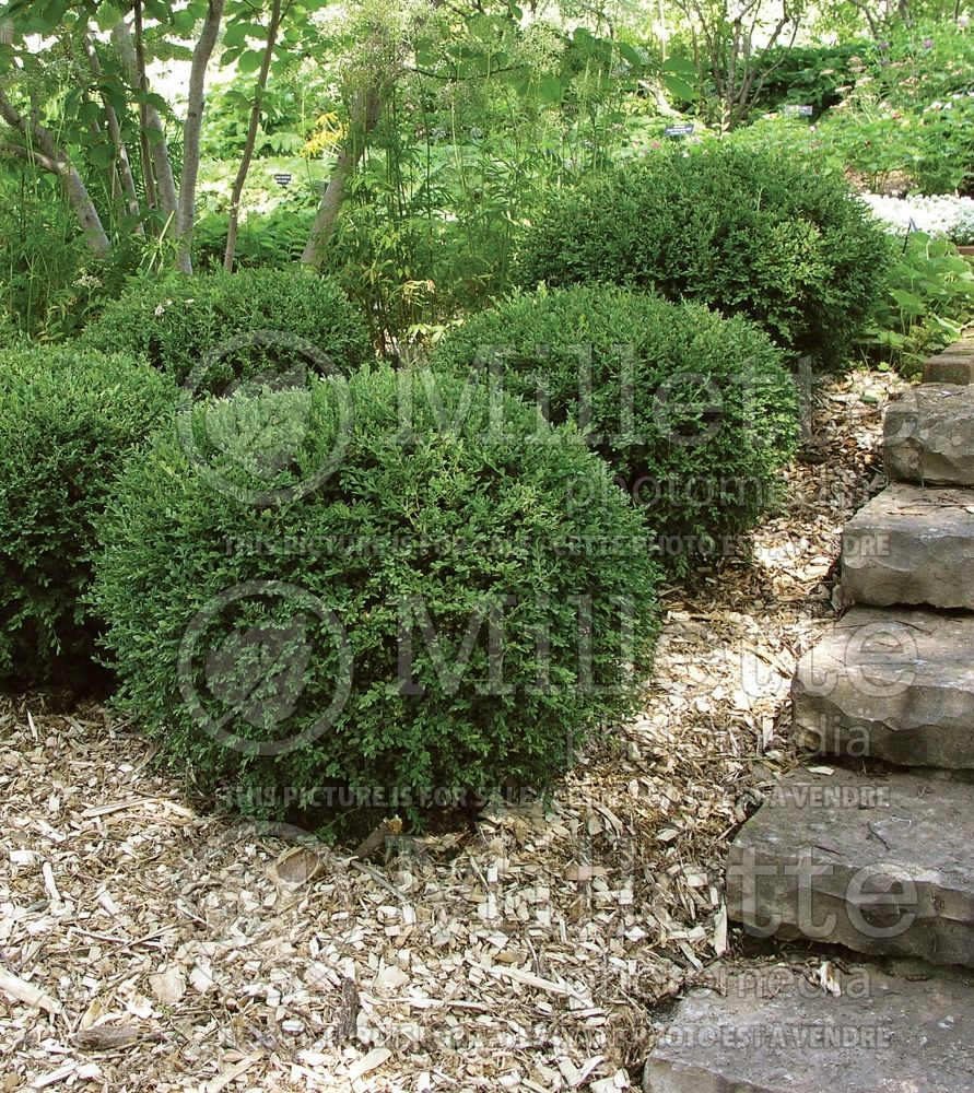 Buxus Wintergreen (Boxwood - buis) 4 