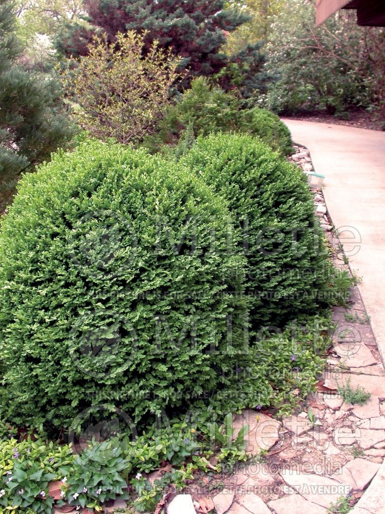 Buxus Wintergreen (Boxwood - buis) 6 