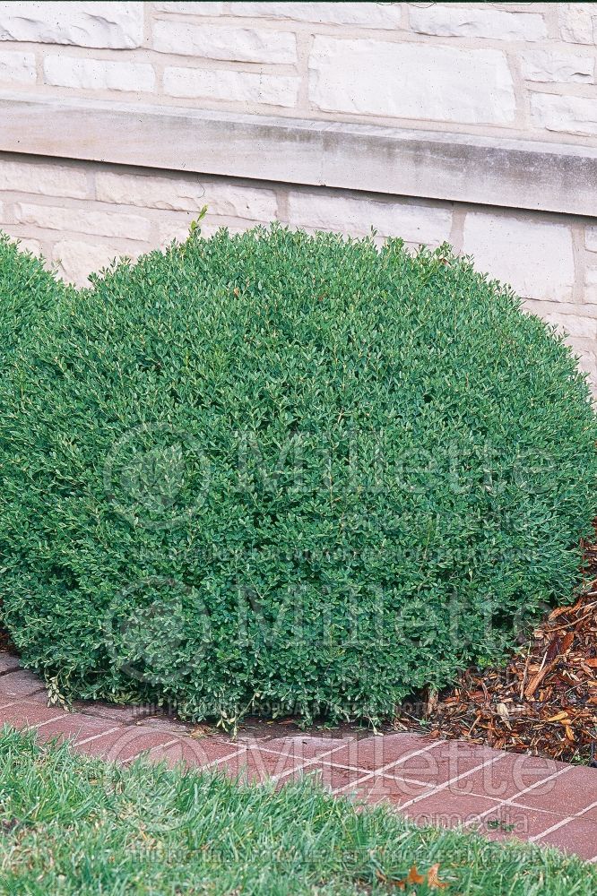 Buxus Wintergreen (Boxwood - buis) 8 