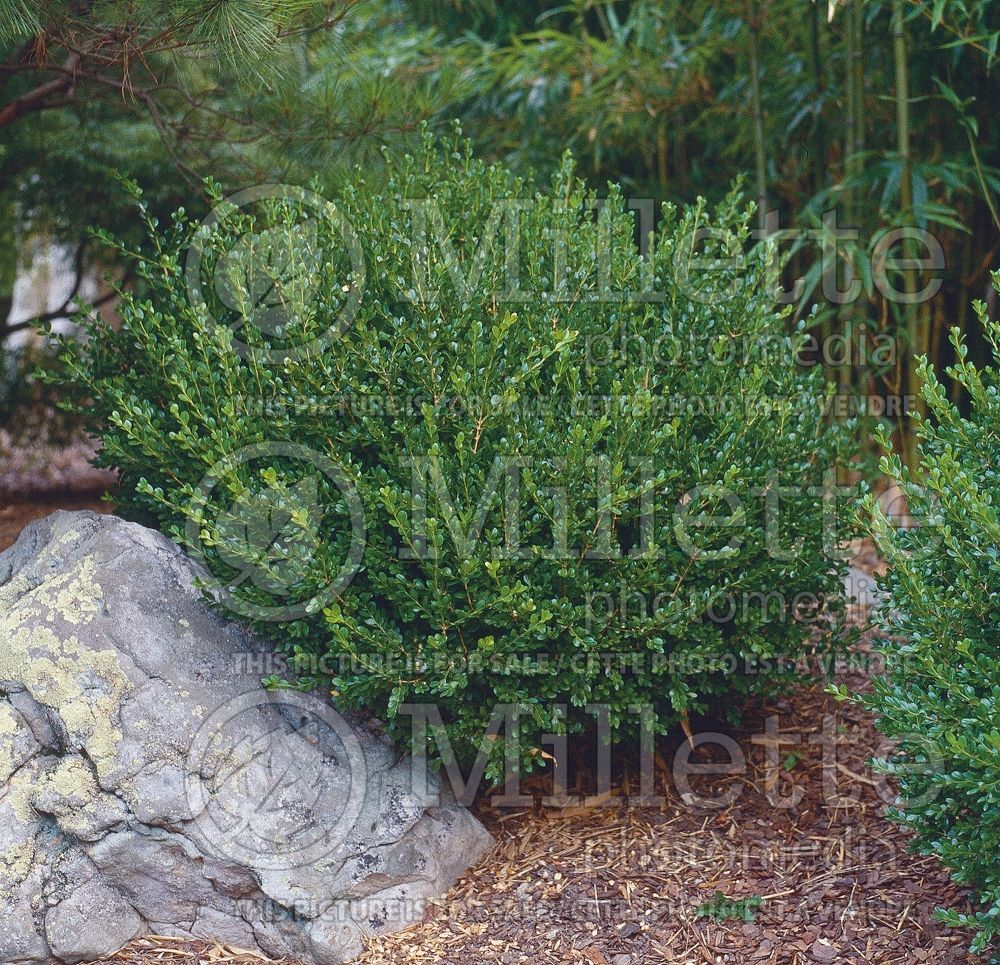 Buxus Wintergreen (Boxwood - buis) 9 