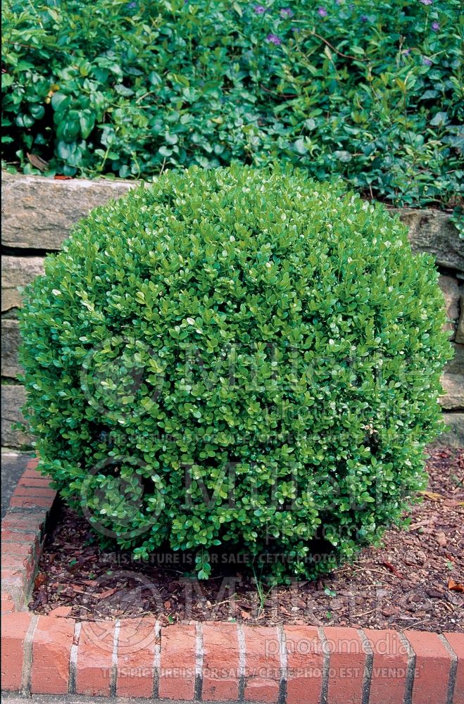 Buxus Wintergreen (Boxwood - buis) 7 