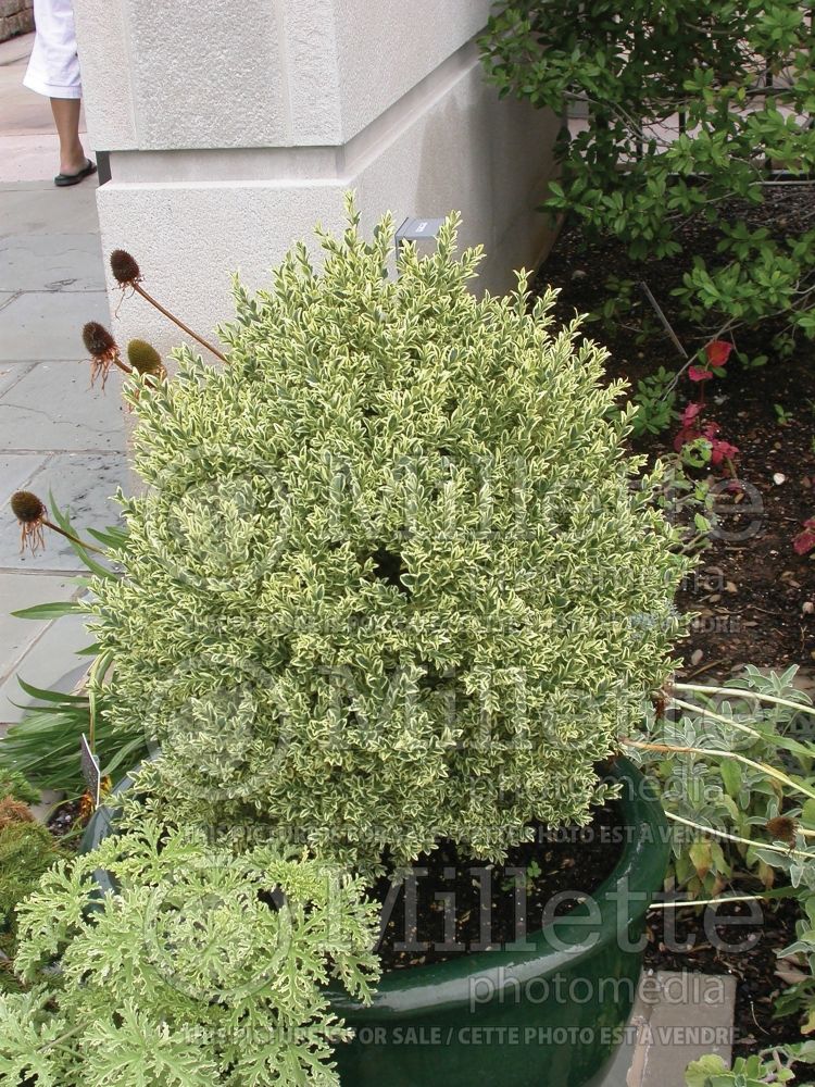 Buxus Aureo-variegata (Boxwood) 1 