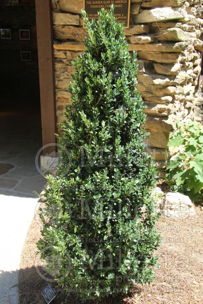 Buxus Dee Runk (Boxwood) 1 