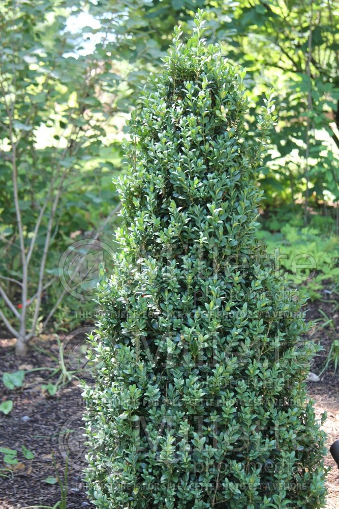 Buxus Dee Runk (Boxwood) 2 