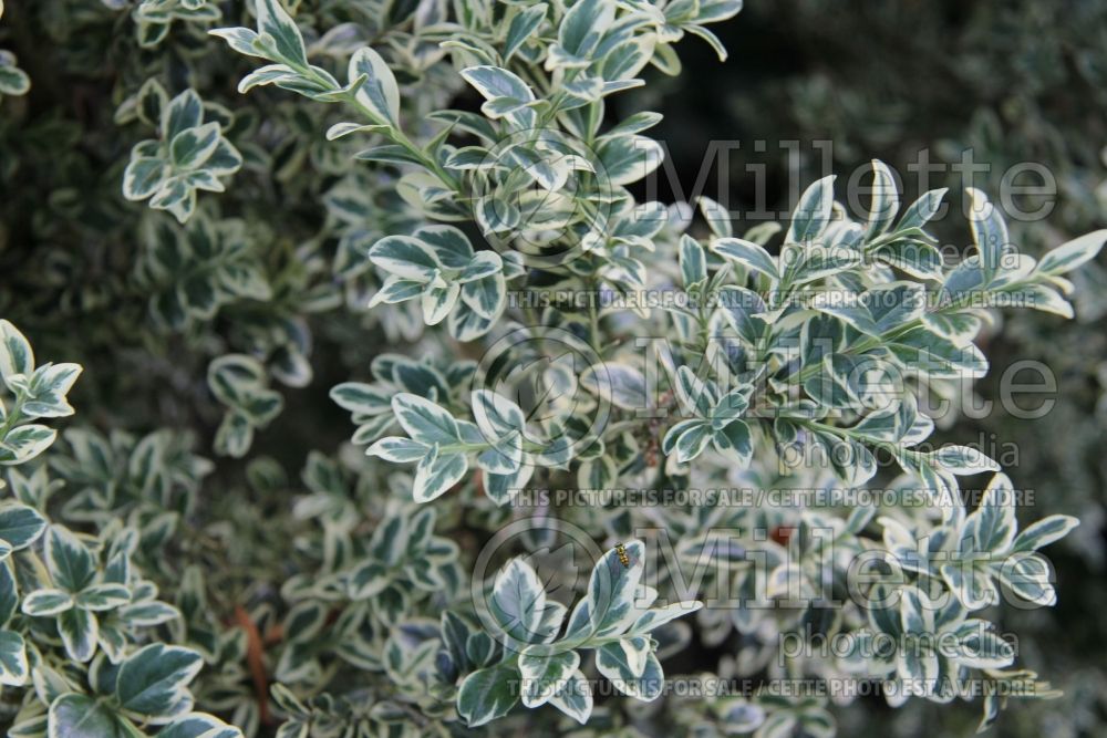 Buxus Elegantissima (Boxwood) 4 