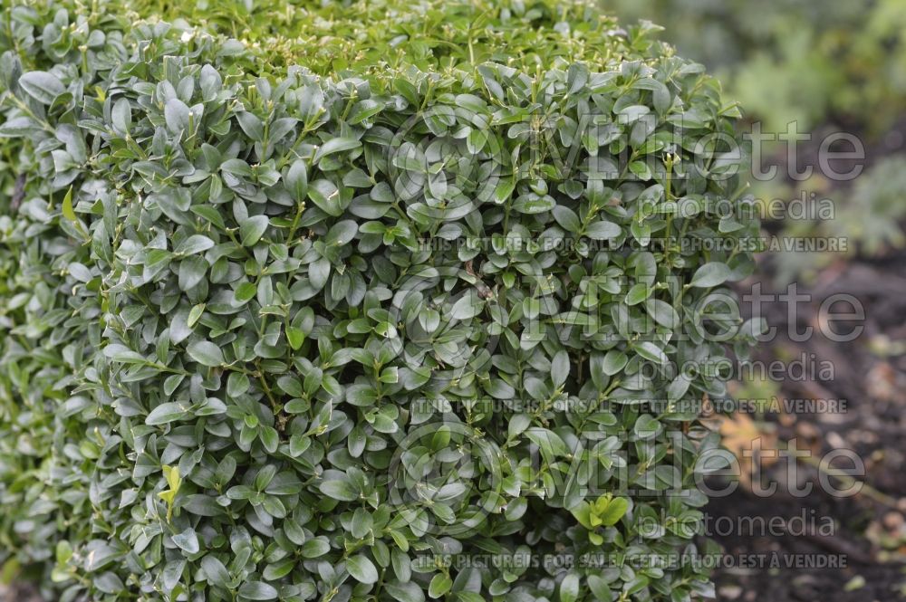 Buxus sempervirens – Box hedge 3