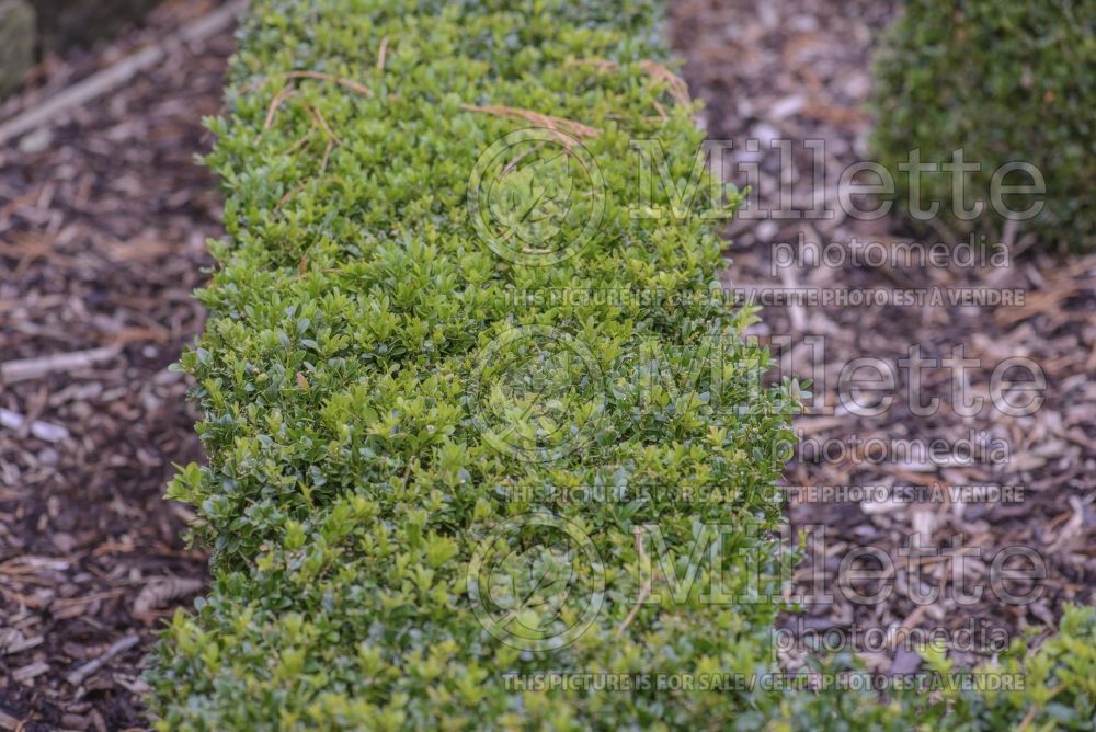 Buxus sempervirens – Box hedge 5