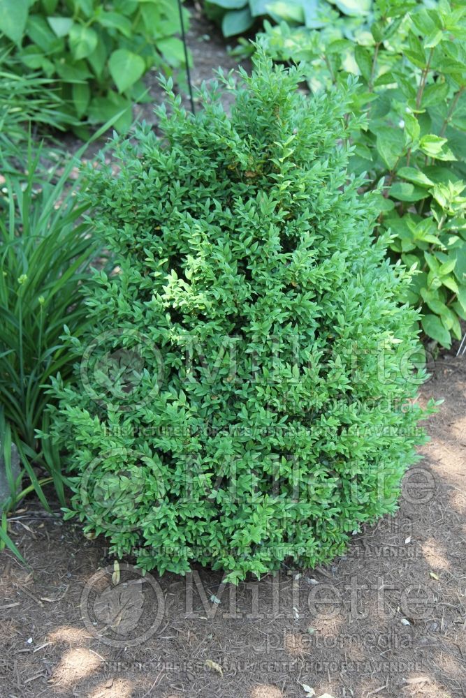 Buxus Holland (Boxwood) 1 