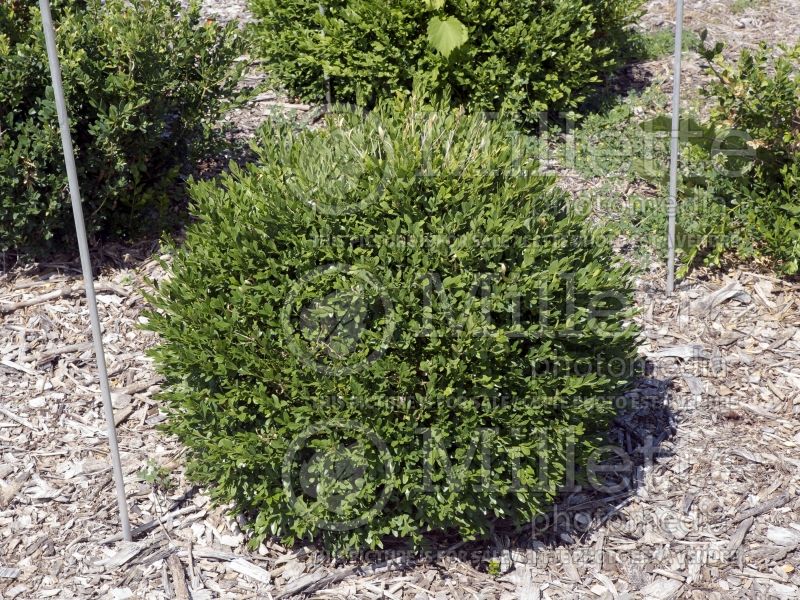 Buxus Mont Bruno (Boxwood) 1 