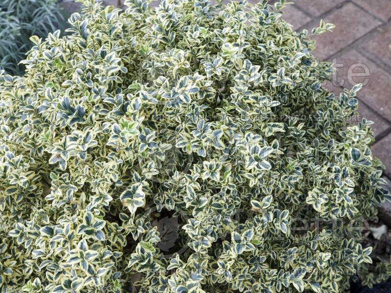 Buxus Variegata (Boxwood) 1 