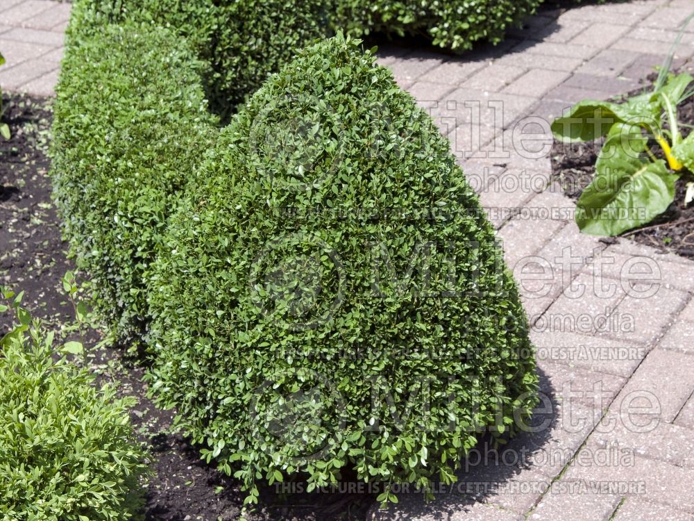 Buxus Green Mountain (Boxwood) 13 