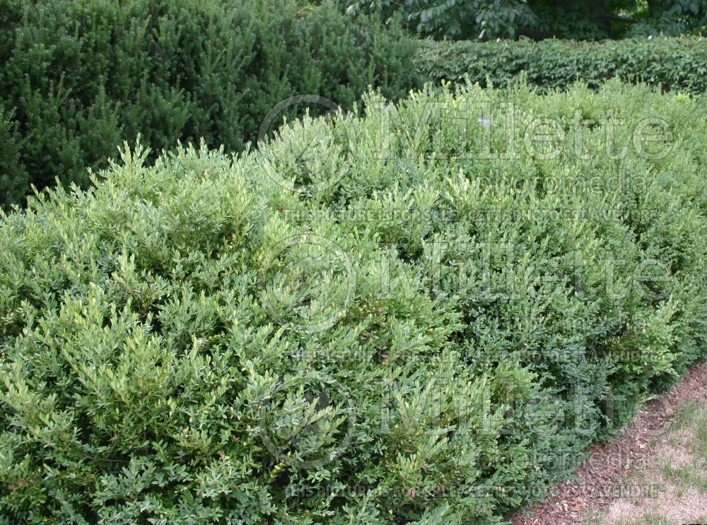 Buxus Green Mountain (Boxwood) 5 