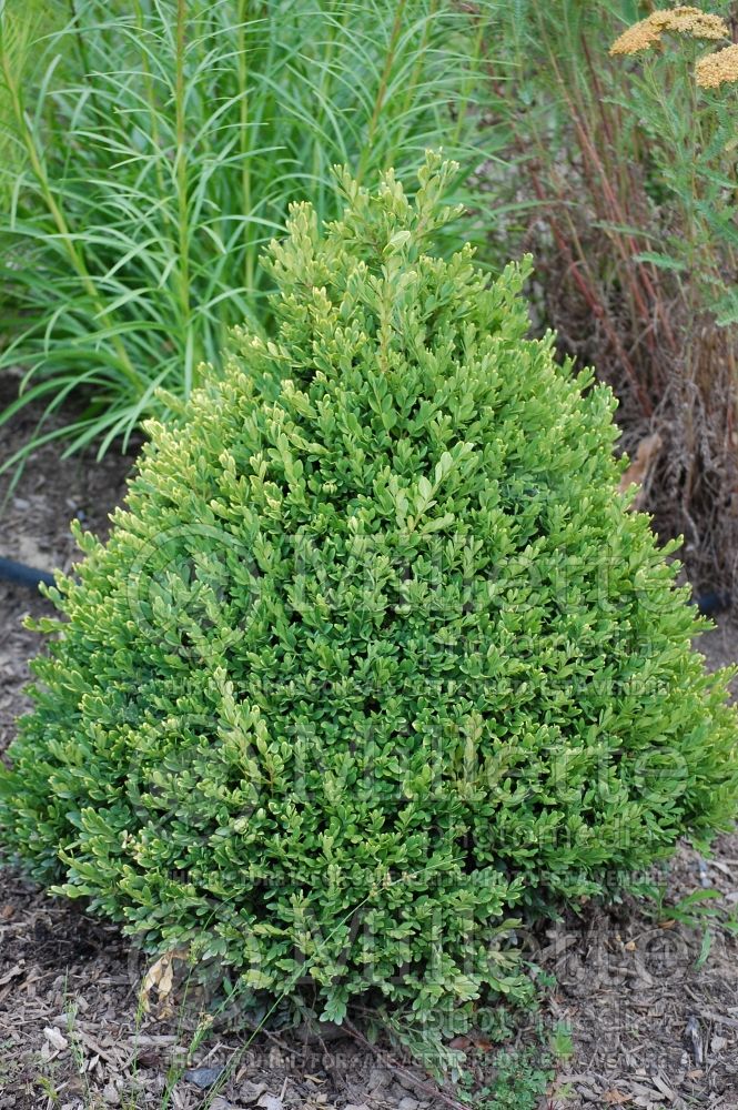 Buxus Green Mountain (Boxwood) 4 