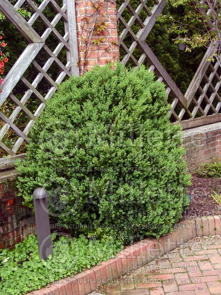 Buxus Green Mountain (Boxwood) 6 