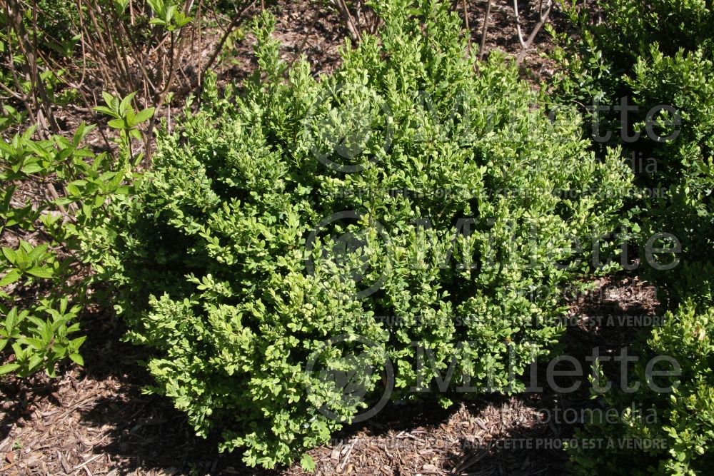 Buxus Green Mountain (Boxwood) 8 