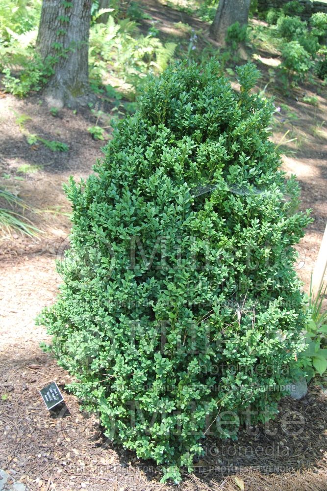 Buxus Green Mountain (Boxwood) 7 