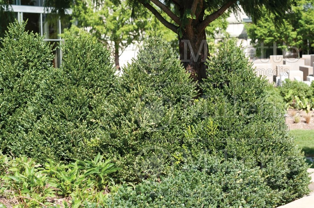 Buxus Green Mountain (Boxwood) 10 