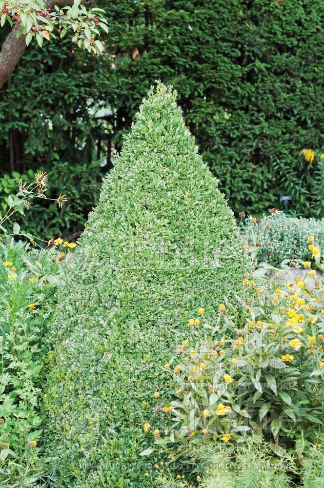 Buxus Green Mountain (Boxwood) 11 