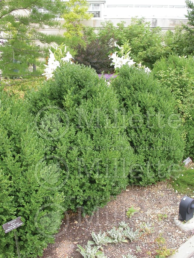 Buxus Green Mountain (Boxwood) 9 