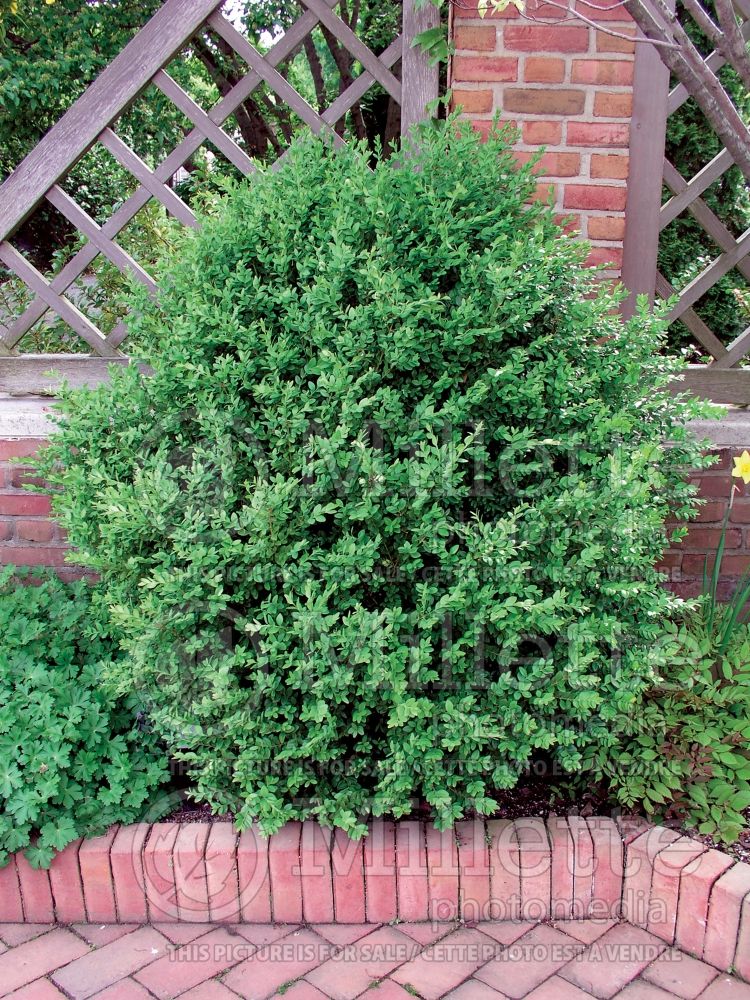 Buxus Green Mountain (Boxwood) 12 