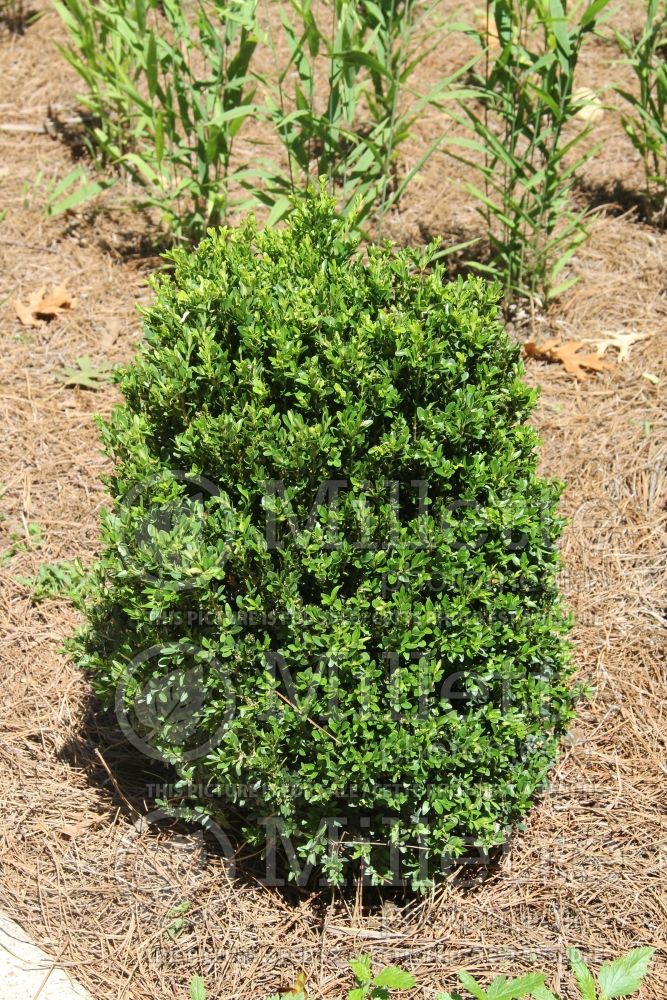 Buxus Justin Brouwer (Boxwood) 1 