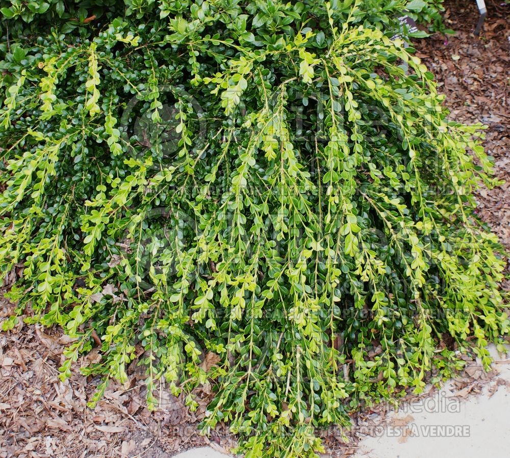 Buxus Unraveled (Boxwood) 1 