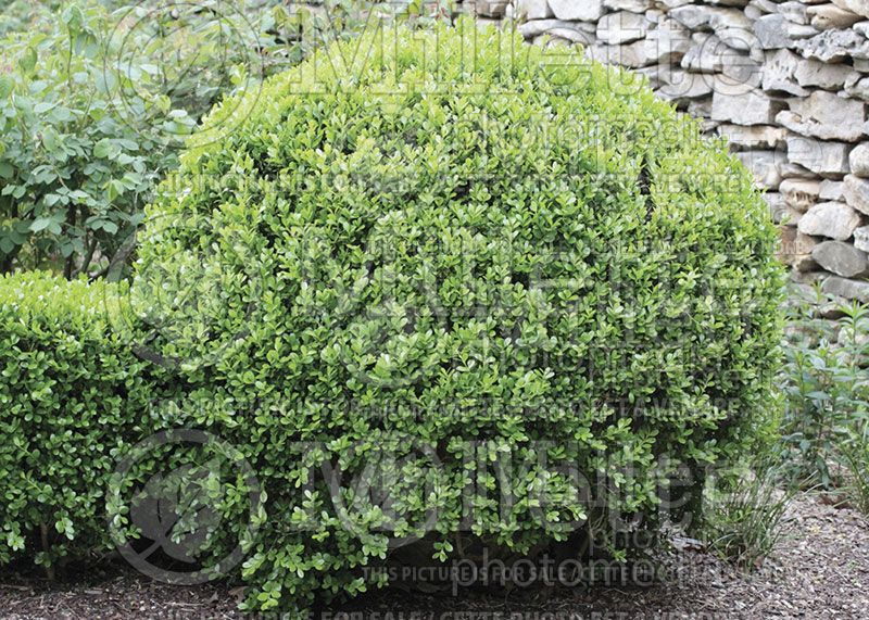 Buxus Winter Gem (Boxwood)  2