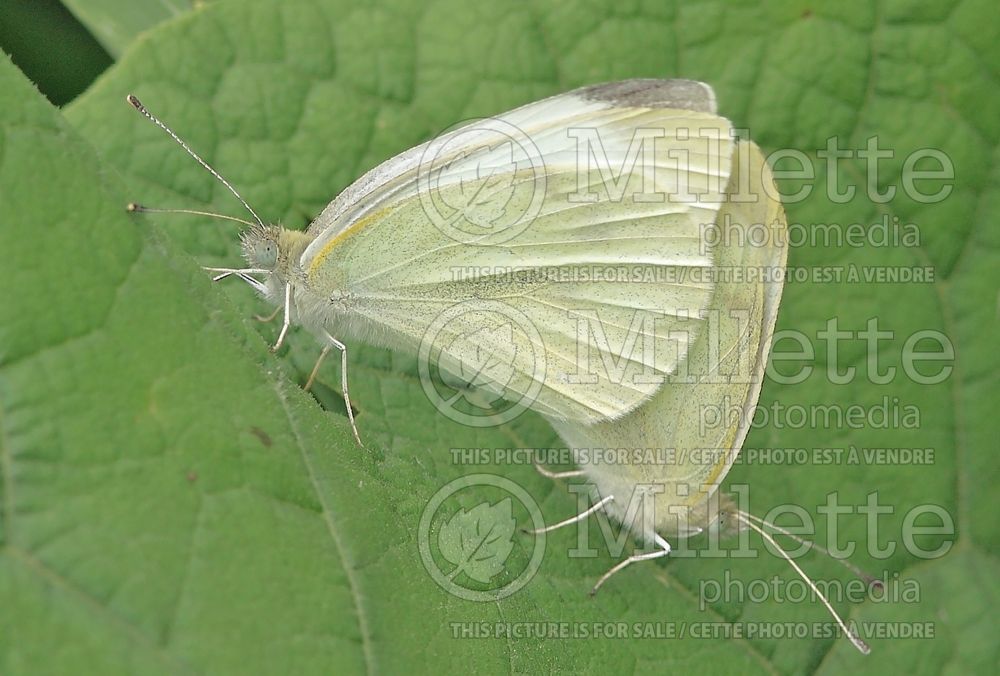 Pieris rapae - disease and damage (Cabbage White Butterfly) 1 