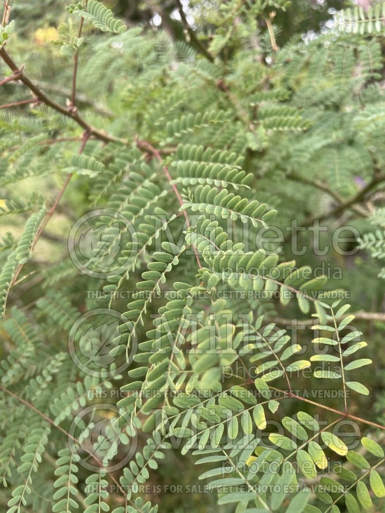 Caesalpinia gilliesii (Bird of Paradise Shrub) 2 