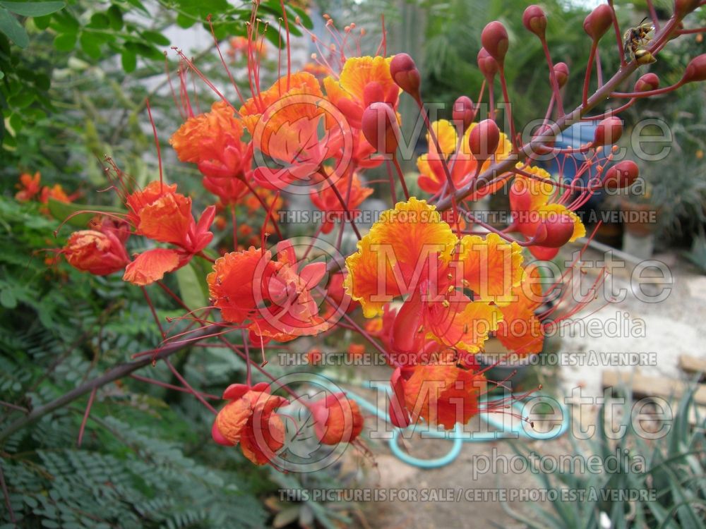 Caesalpinia pulcherima (Peacock flower) 2 