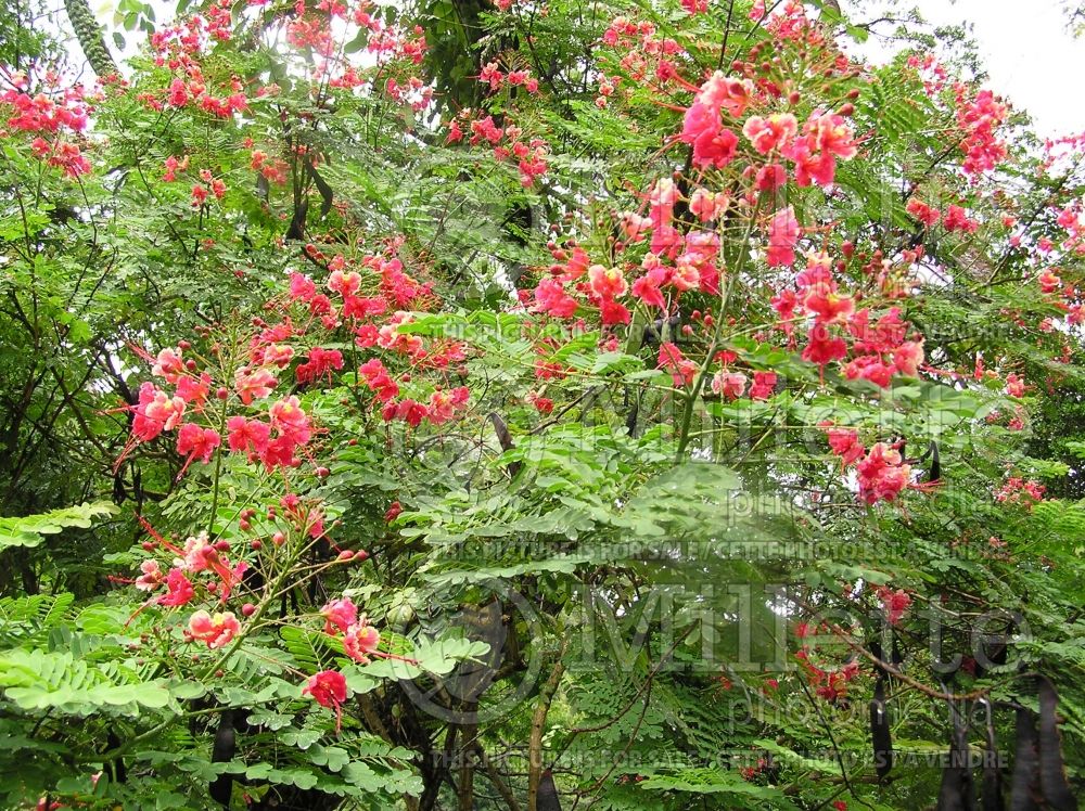 Caesalpinia pulcherima (Peacock flower) 1 