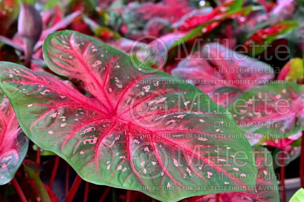Caladium Tiki Torch (Caladium) 1