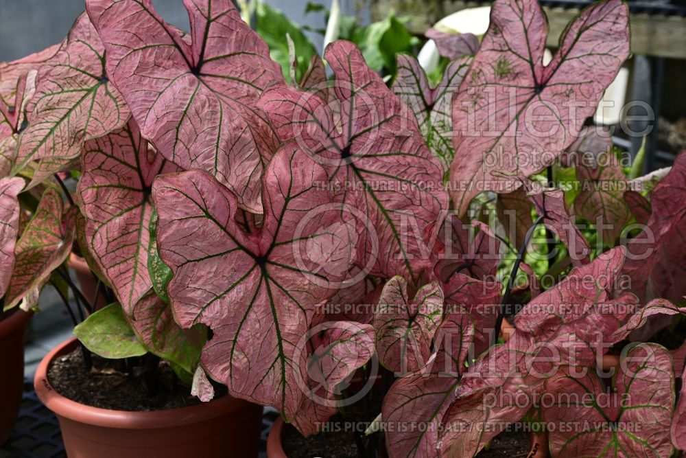 Caladium Spring Fling (Caladium) 1 