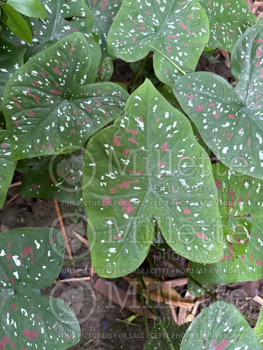 Caladium versicolor (Caladium) 1