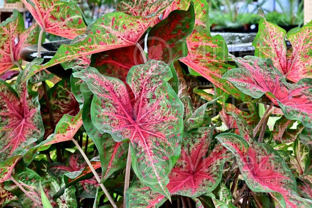 Caladium Wildfire (Caladium) 1