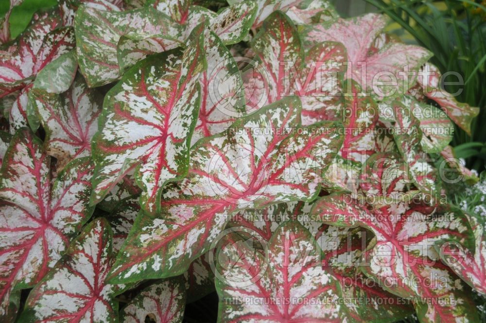 Caladium Artful Fire and Ice (Caladium) 2 