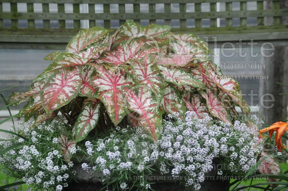 Caladium Artful Fire and Ice (Caladium) 1 