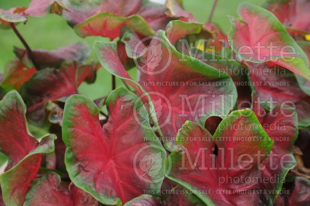 Caladium Artful Heartfire (Caladium) 1 