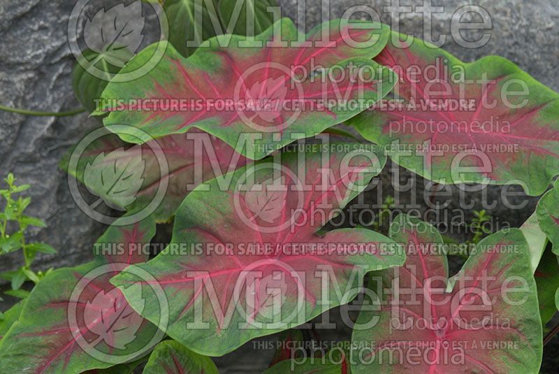 Caladium Fanny Munson (Caladium)  2