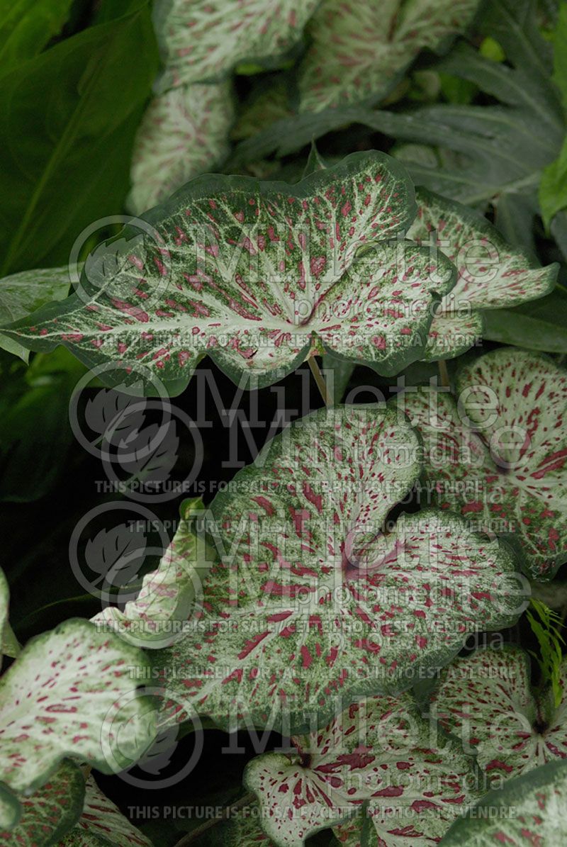 Caladium Gingerland (Caladium)  2