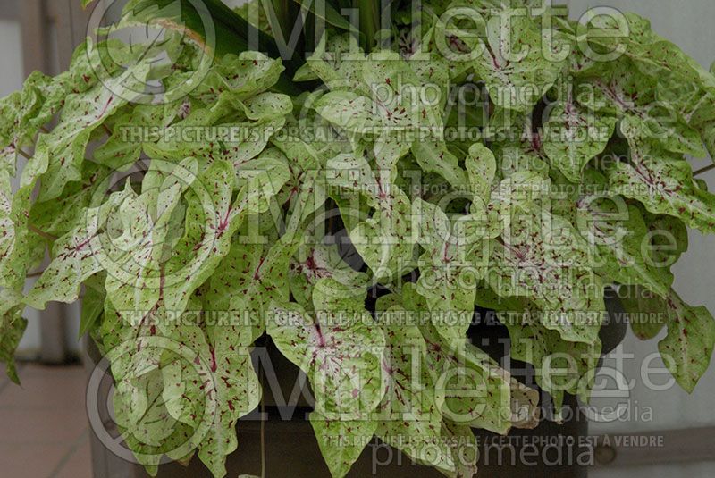 Caladium Miss Muffet (Caladium)  1