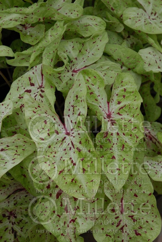 Caladium Miss Muffet (Caladium)  2