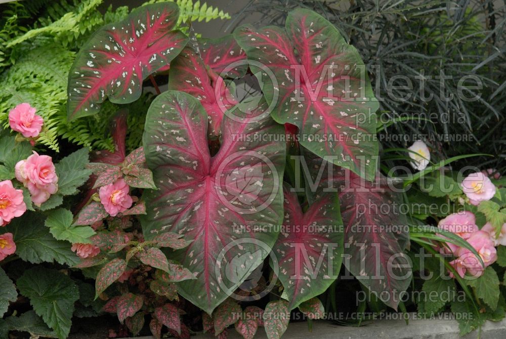 Caladium Red Flash (Caladium) 1 