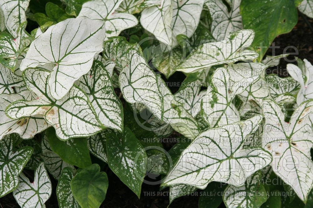 Caladium Candidum (Caladium)  1