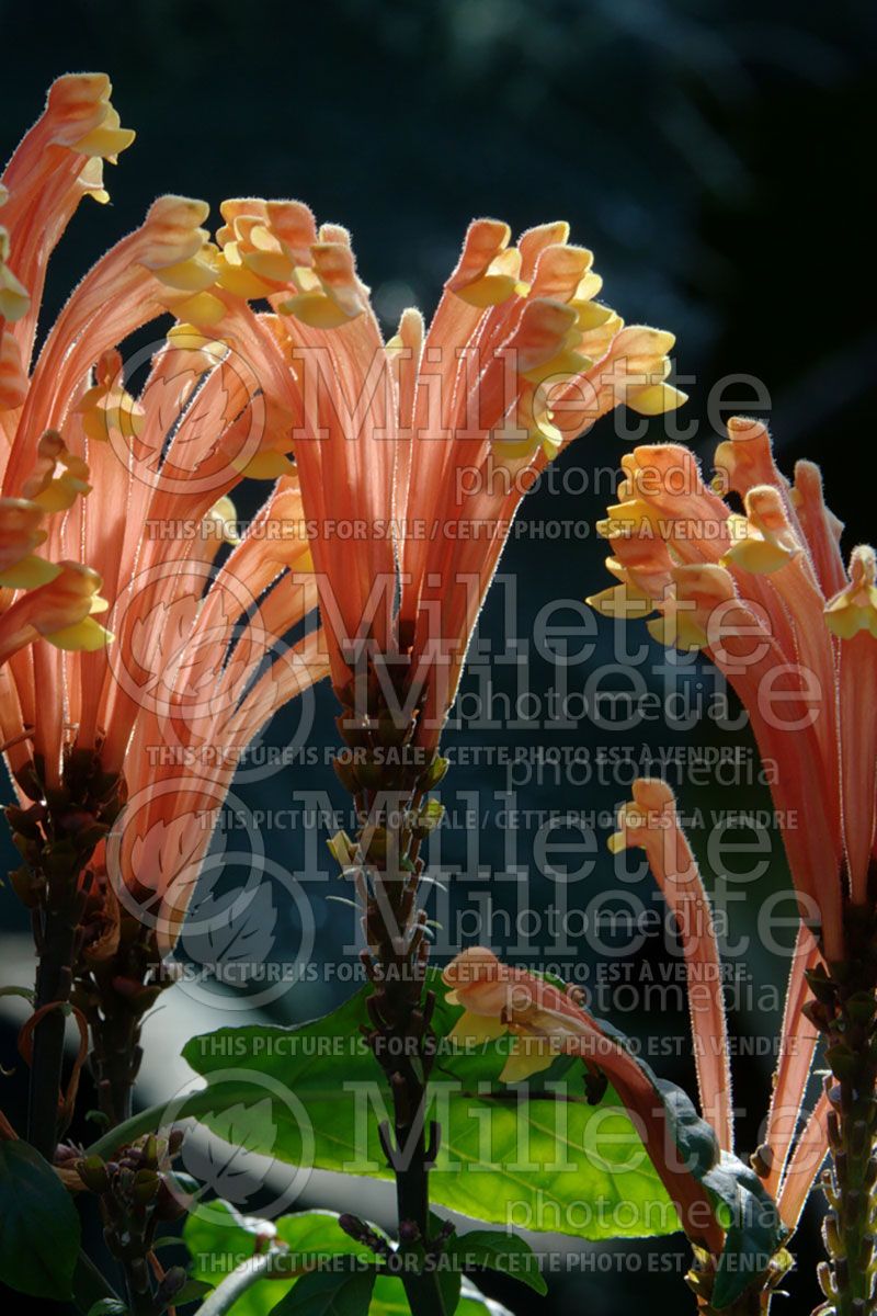 Caladium Florida Cardinal (Caladium)  1